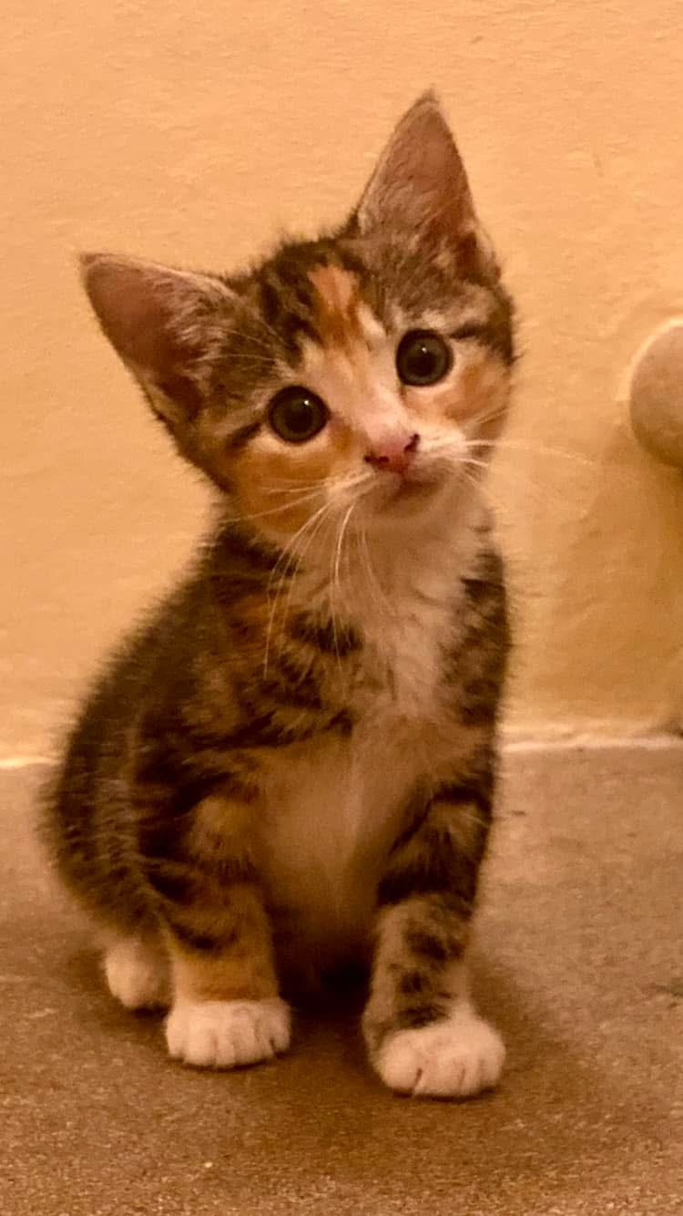 Chilli - adoptovaná