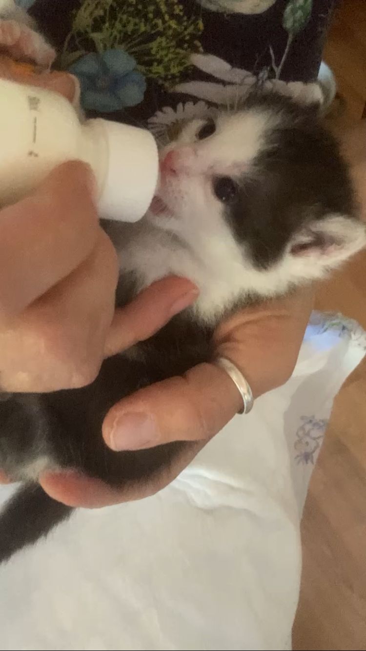 Tymián - adoptovaný