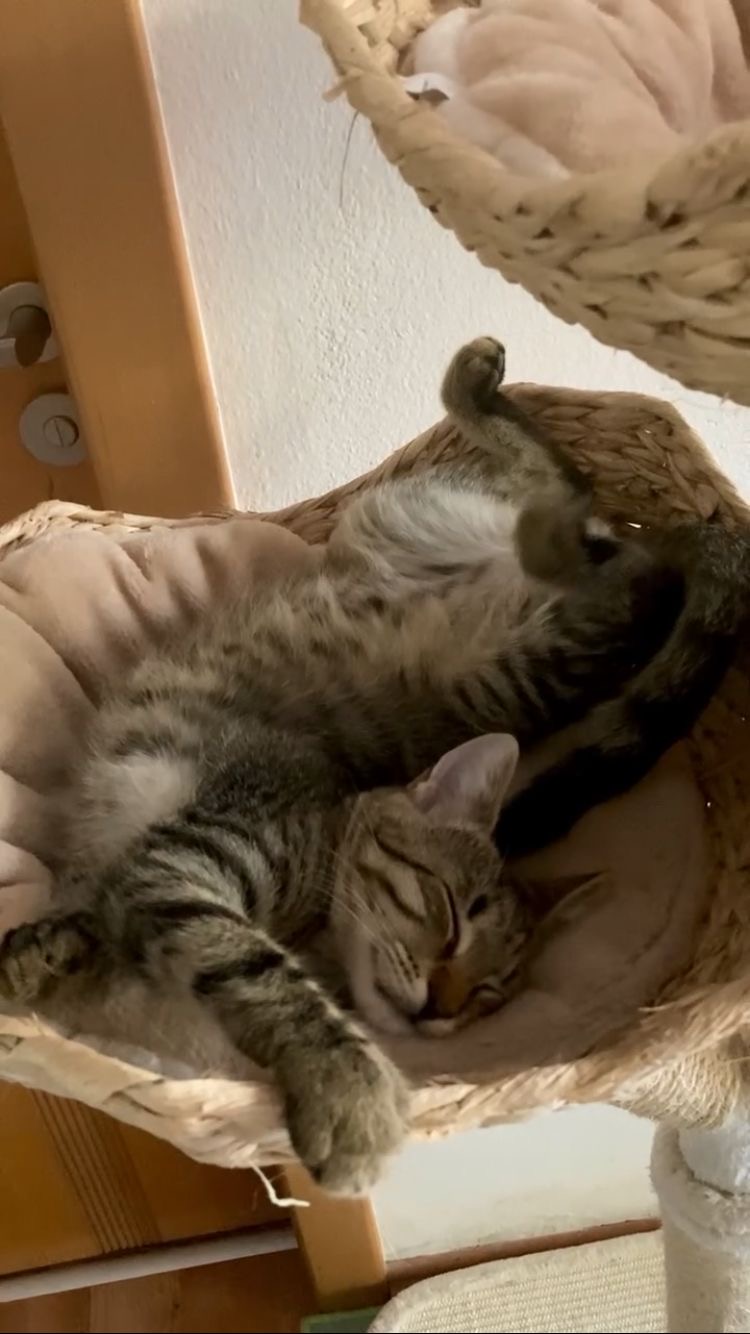 Tygřík - adoptovaný