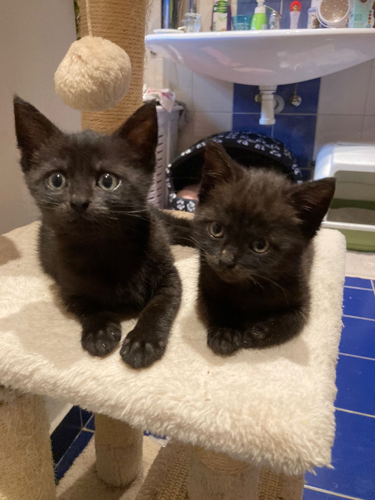 Jája a Pája - odchovaní na lahvičce - k adopci