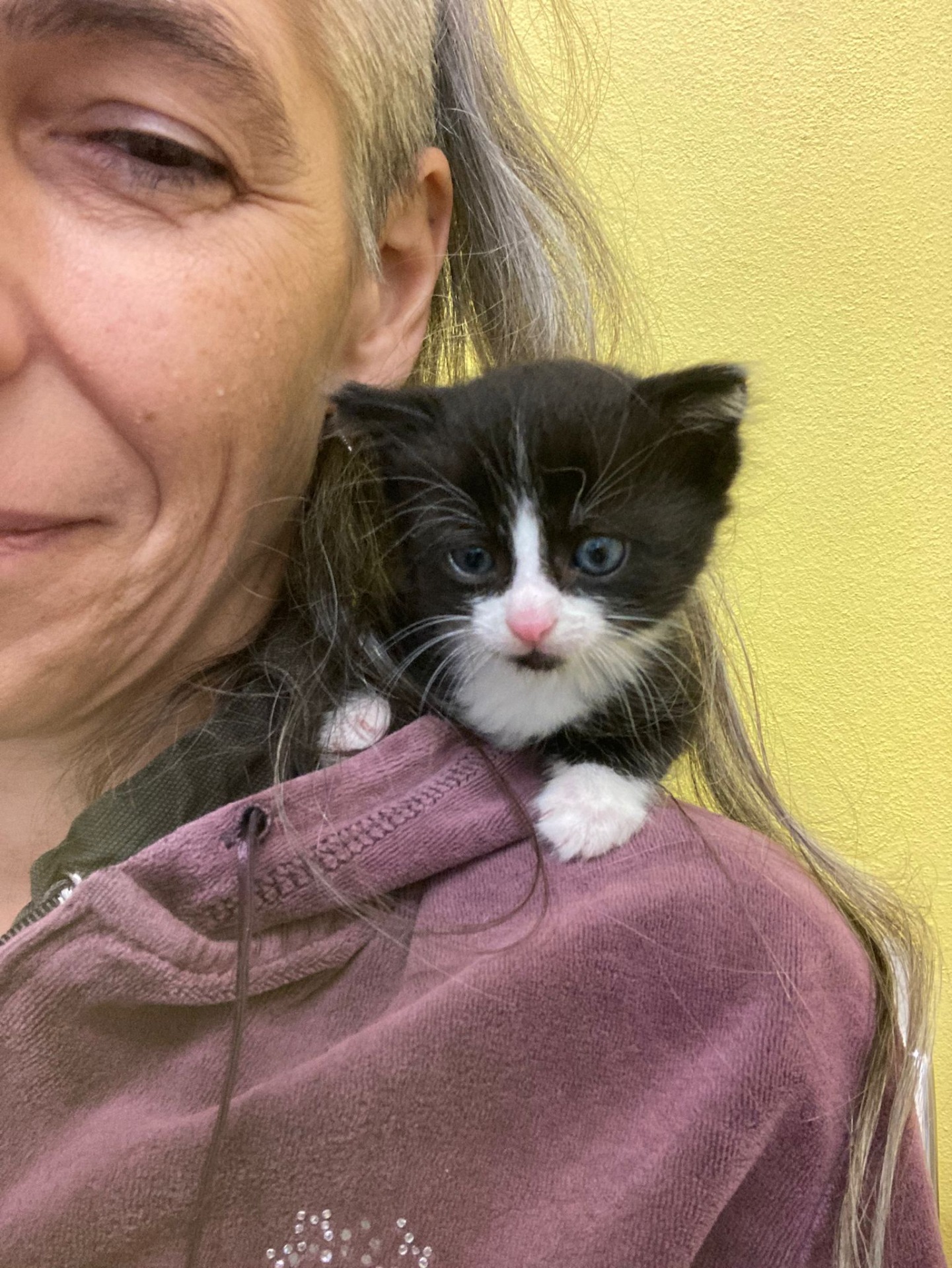 Fialka Chelsea - odchovanec na lahvičce, svůj domov už má