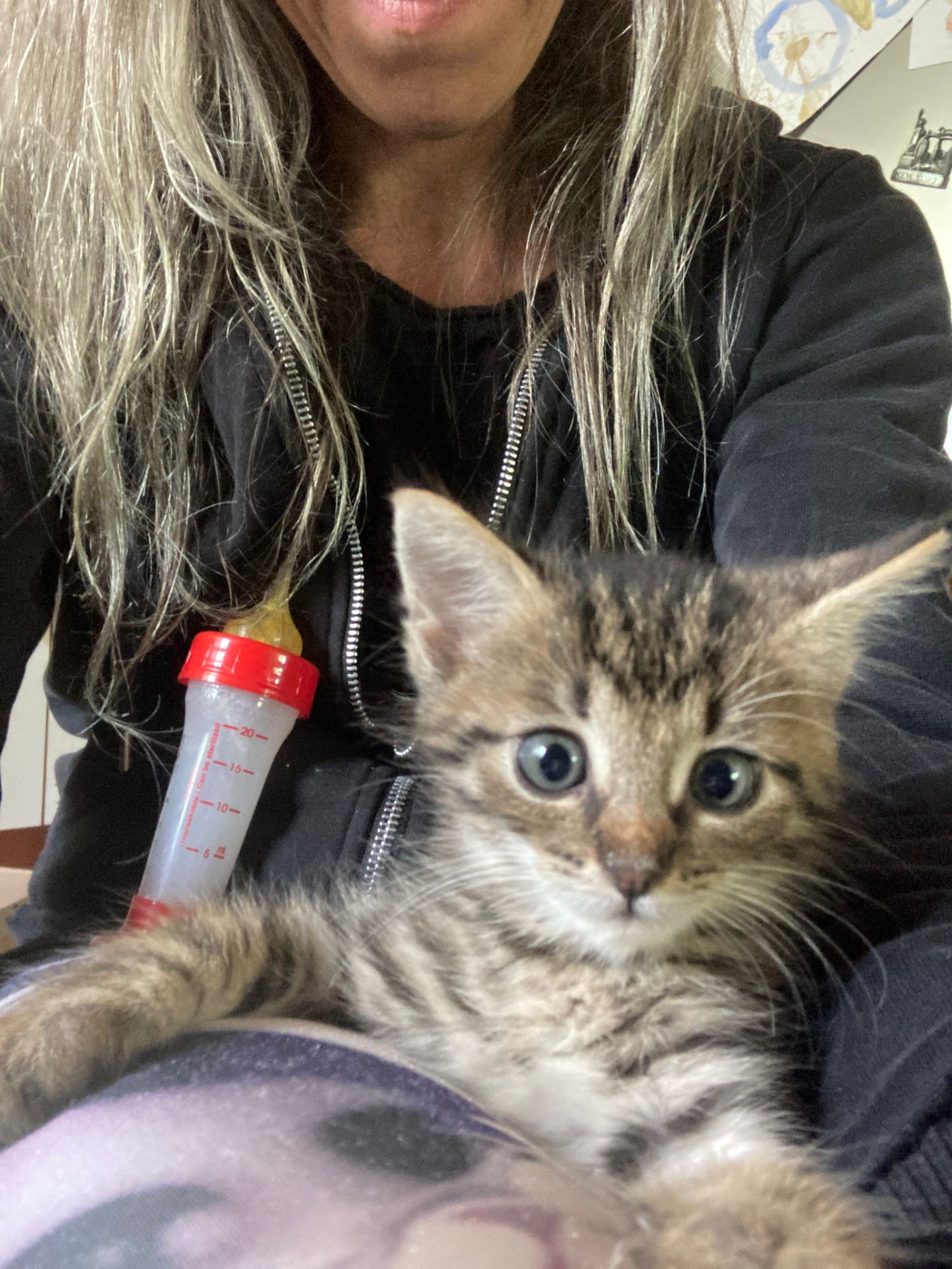 Verunka - sestřička Jasmínka a Kuklíka, odchovaná na lahvičce, do adopce možné vzít pouze s bráškou Jasmínkem.