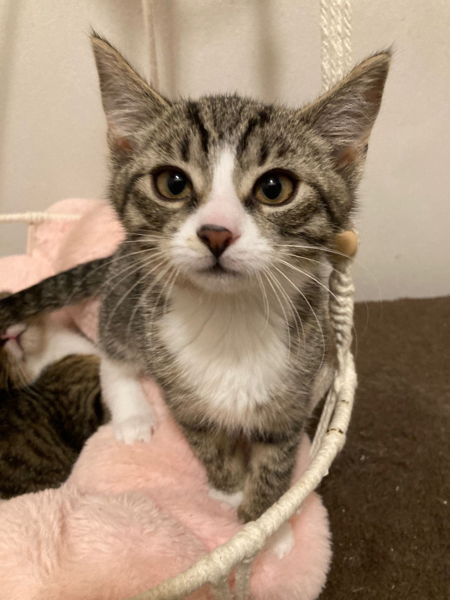 Jedno z party koťátek, ktará měla být uspána