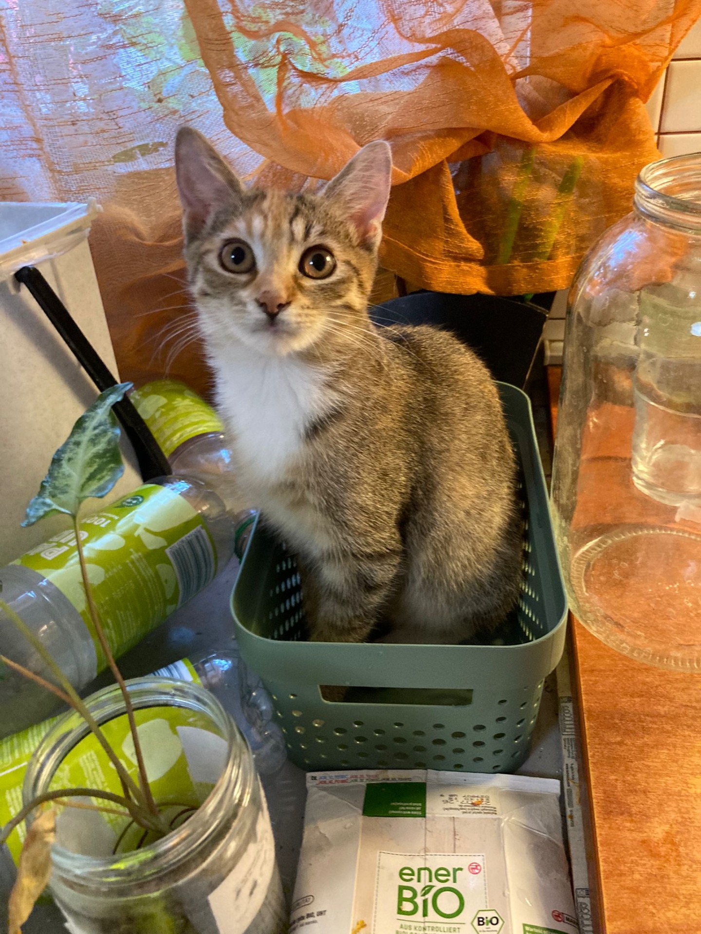 Medulka - kočička nalezená ve skříňce na elektriku v pouhých 7 týdnech, dnes 5 měsíční slečna, která na adopci čeká