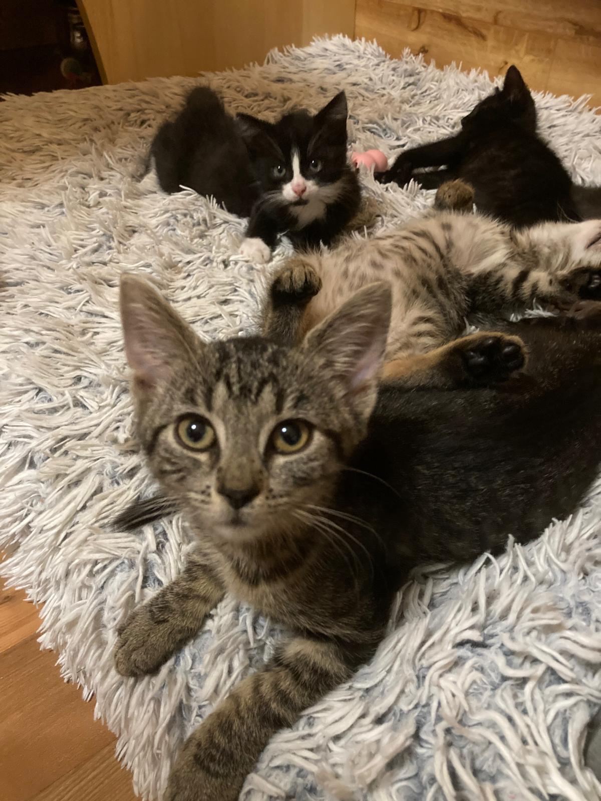 Markétka - odchovaná na lahvičce - již 12ti týdenní kočička, u které mám podezření na divokou kočku v krvi. Povahově výborná, potřebuje i do budoucna láskyplnou péči