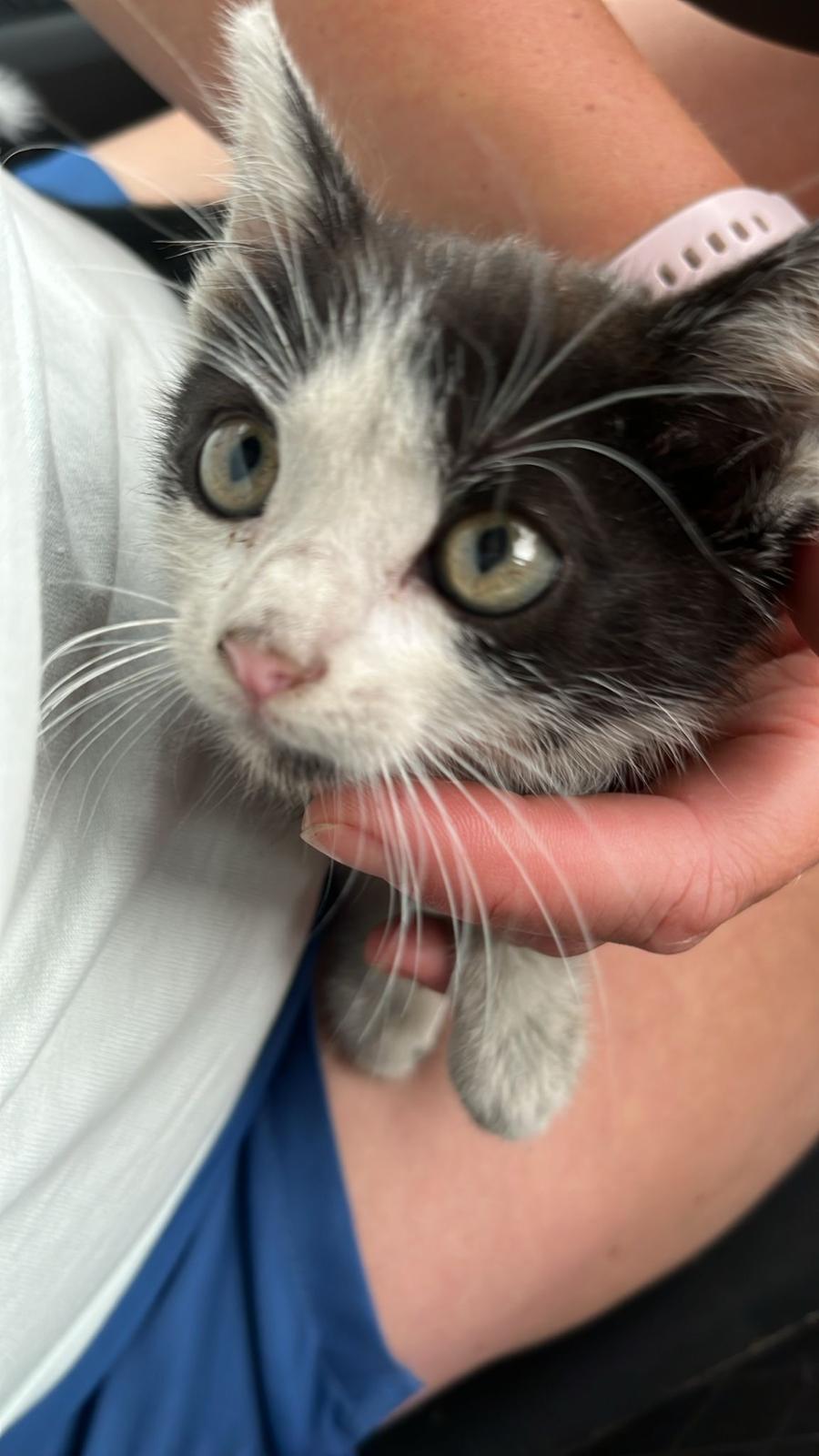 Gelato, nálezový stav - adoptovaný