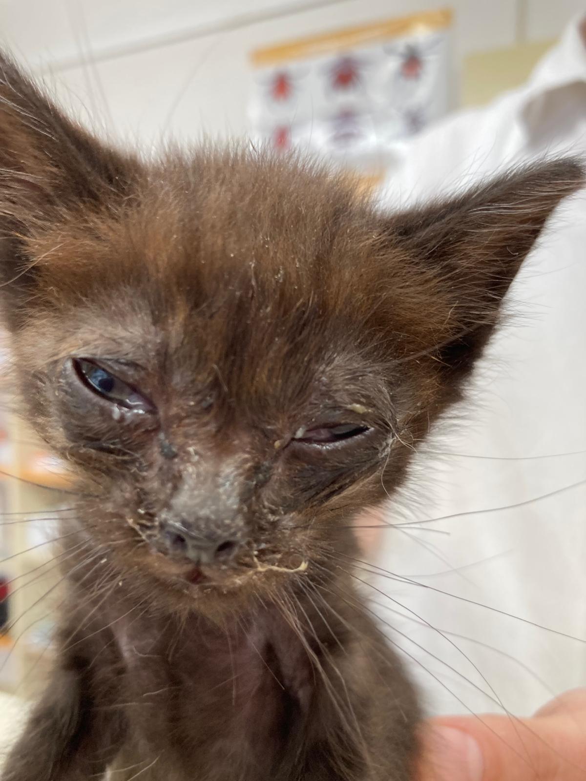 Mistr Yoda - nálezový stav - adoptovaný