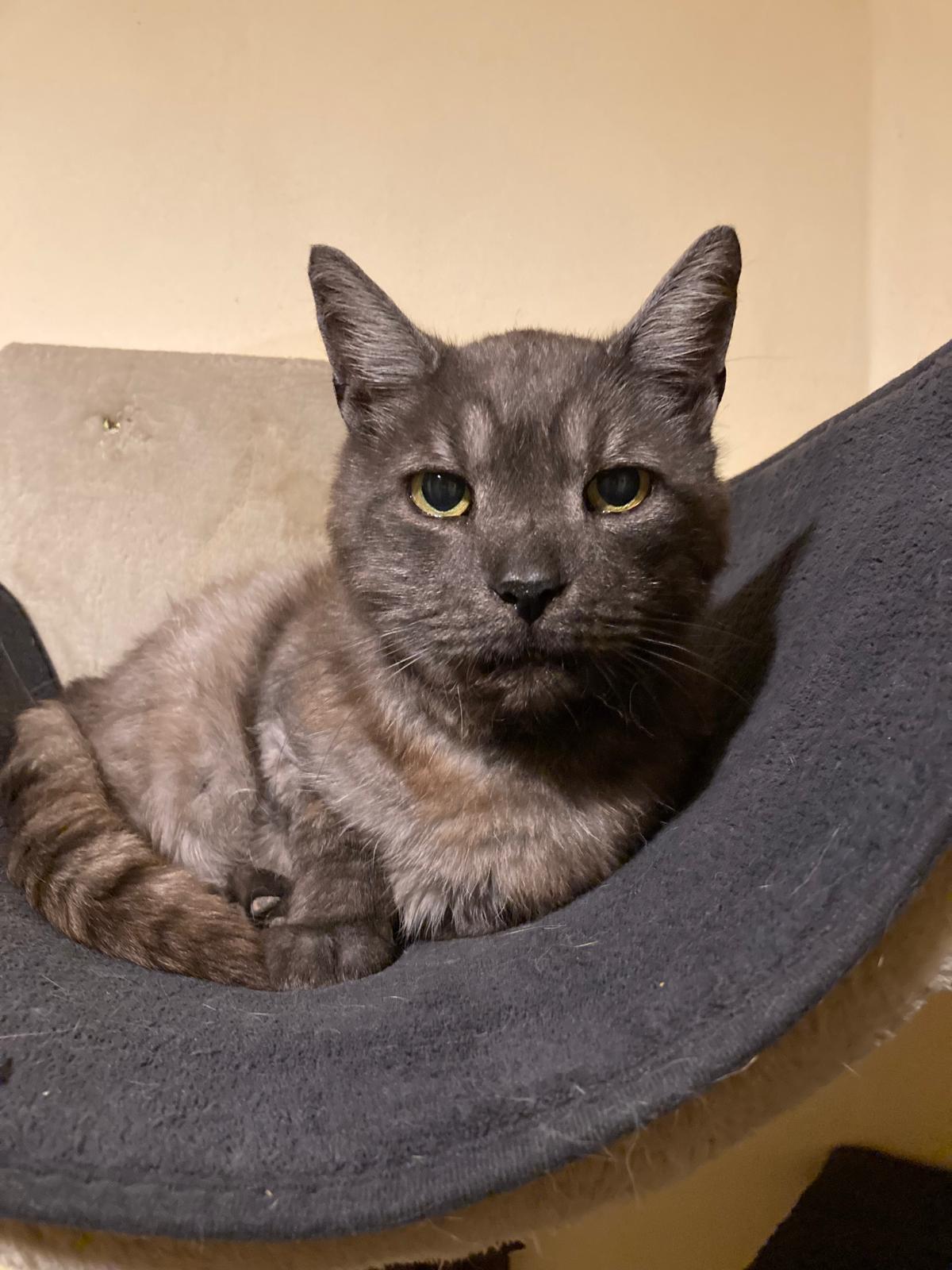 Pan Gandalf, nejtarší spolkový kocourek nabraný s přejetými předními tlapkami