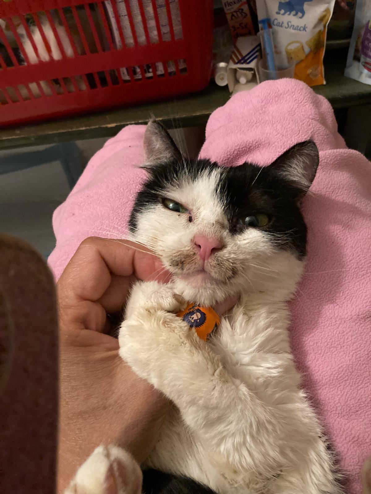 Beruška - v trvalé péči spolku, pravděpodobně do kočičky nacouval někdo autem. Měla oboustranně zlomenou pánev i stydkou kost, nalomené 4 obratle, při kontrolním rentgenu byly zjištěny srůsty na krční páteři, pravděpodobně po napadení psem