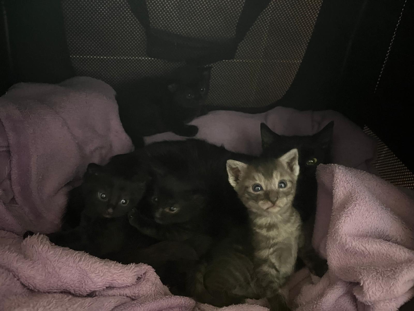 Máta a její miminka - Papája, Pampeliška, Pomelo a Pivoňka - divoká kočička odchycená na Kaučuku v Kralupech, u které na kastraci bylo již pozdě - k adopci budou v prosinci