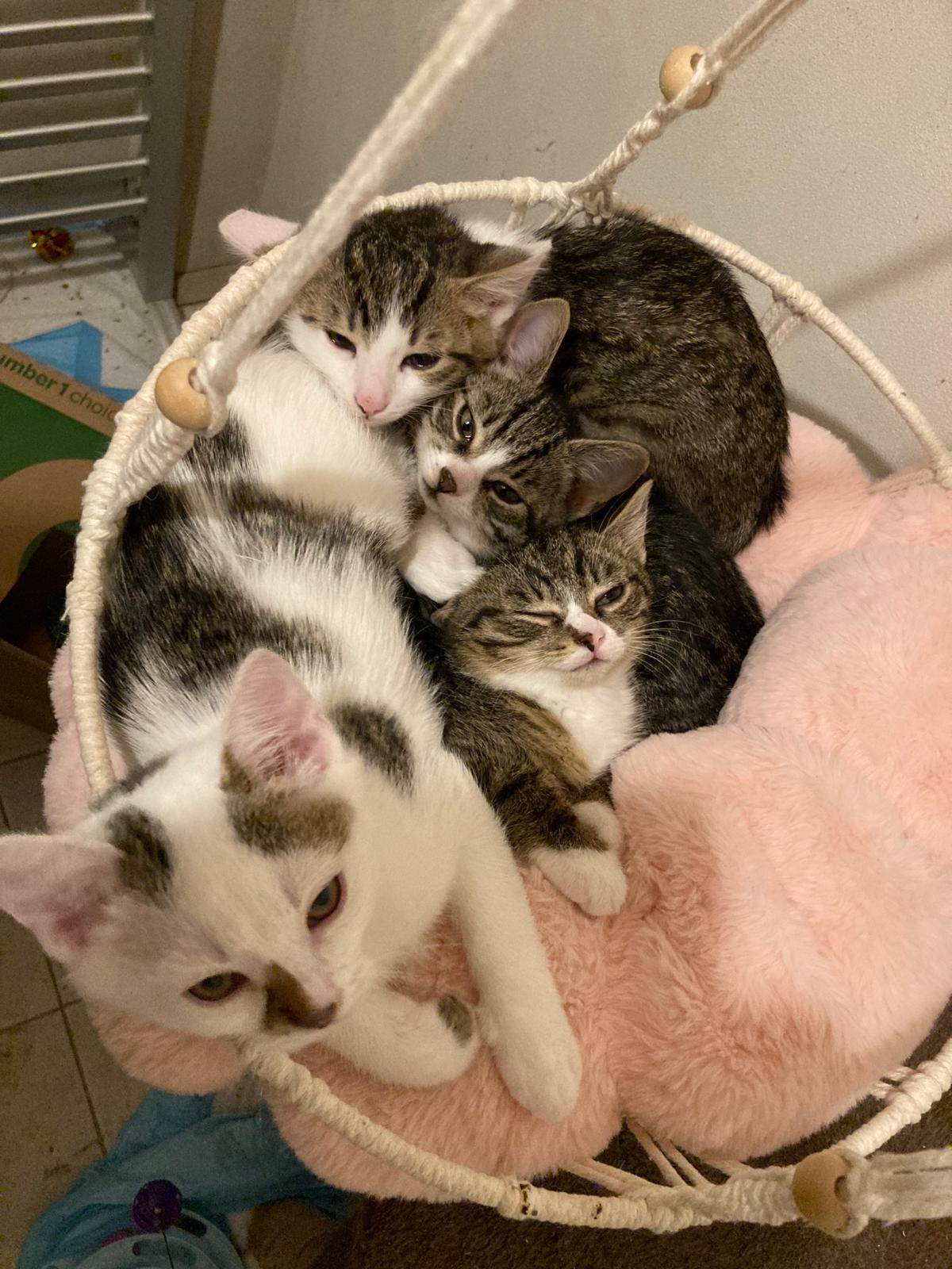 Parta koťátek, které chtěla nechat paní uspat. Paní veterinářka však byla proti a tak jsou u nás. Byla to parta divočáků, kteří se nenechali ani pohladit, nyní jsou z nich milé a přítulné kočičky, které jsou připravené k adopci