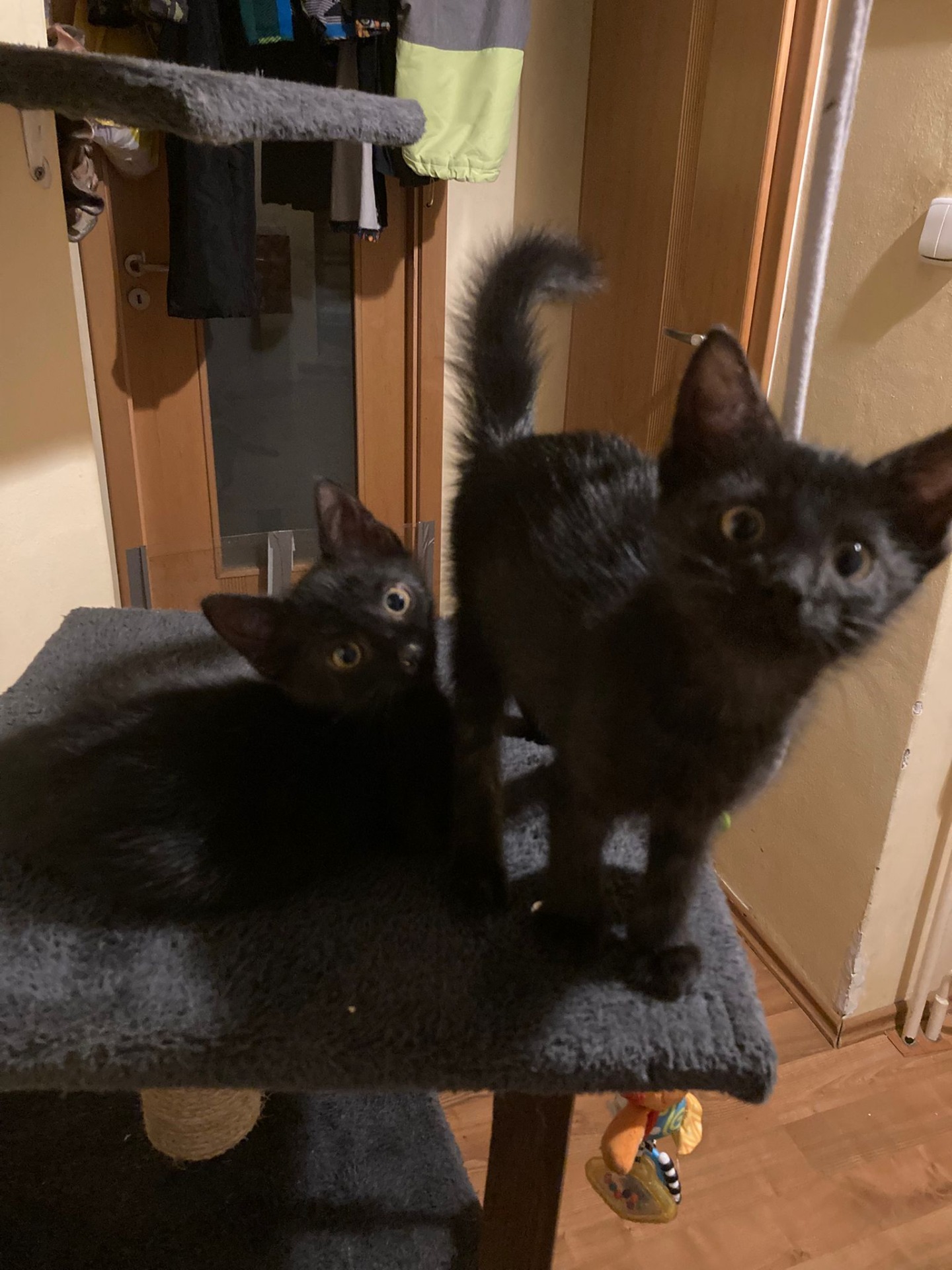 Kuklí a Jasmínek, bráškové Verunky. Odchovaní na lahvičce, Kuklík již domov má, Jasmínek může jít do adopce pouze se sestřičkou Verunkou